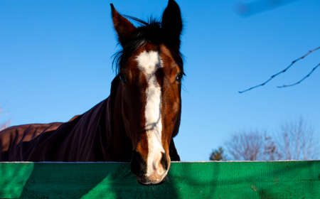 big beautiful horses in the paddock. horses close-up horses in nature stable blue sky sunny day...