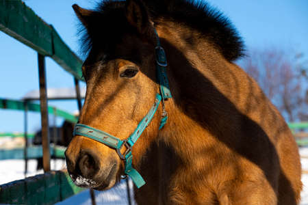 big beautiful horses in the paddock. horses close-up horses in nature stable blue sky sunny day beauty animals agriculture winter snowの写真素材