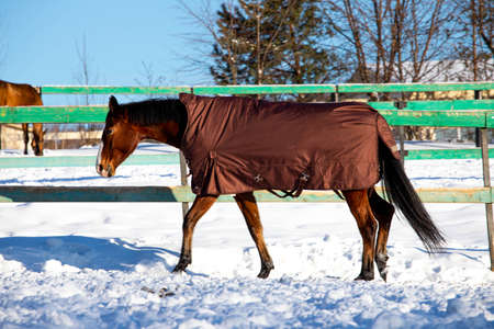 big beautiful horses in the paddock. horses close-up horses in nature stable blue sky sunny day beauty animals agriculture winter snowの写真素材
