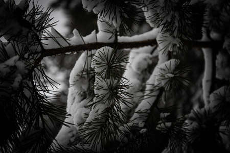 branches at the snow. beautiful winter forest winter snow cold. new year christmas background...
