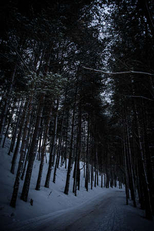 branches at the snow. beautiful winter forest winter snow cold. new year christmas background texture. trees nature tree in the snowの写真素材