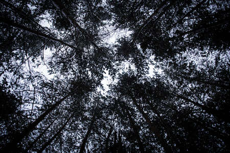 branches at the snow. beautiful winter forest winter snow cold. new year christmas background...