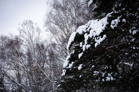 spruce branches in the background of the sky under the pure snow.. spruce branches. trees nature in winter beauty. winter forestの写真素材