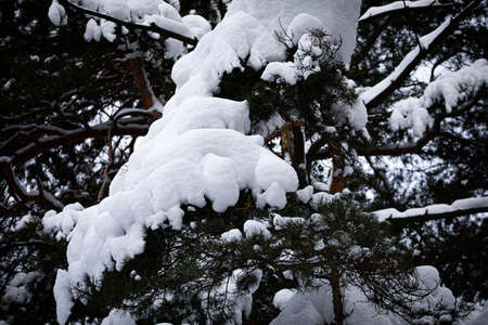 spruce branches in the background of the sky under the pure snow.. spruce branches. trees nature in winter beauty. winter forestの写真素材