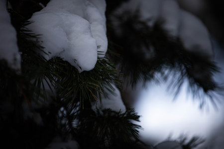 spruce branches in the background of the sky under the pure snow.. spruce branches. trees nature in winter beauty. winter forestの写真素材