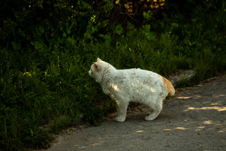 a beautiful red-and-white cat lies on a rural road among greenery