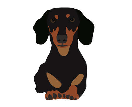 Beautiful and colorful dog vector illustration drawings malls pets wildlife doggy silhouette cartoon.のイラスト素材