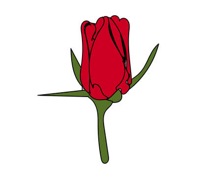 Beautiful red rose with white background vector illustration 3d drawing closeup of a flower bouquet plants calentineのイラスト素材