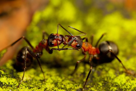 two ants kissing on green backgroudの写真素材