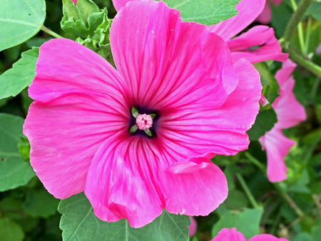 Flowers in the parkの写真素材