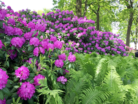 Nature in the park under summerの写真素材