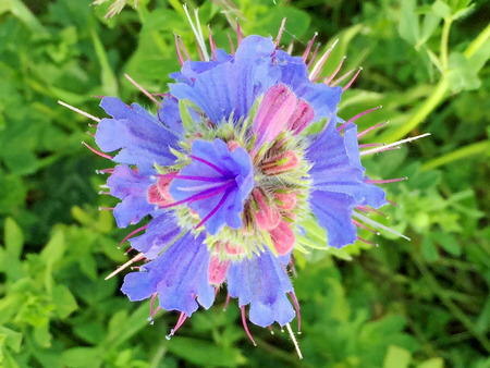 Nature in the park under summer