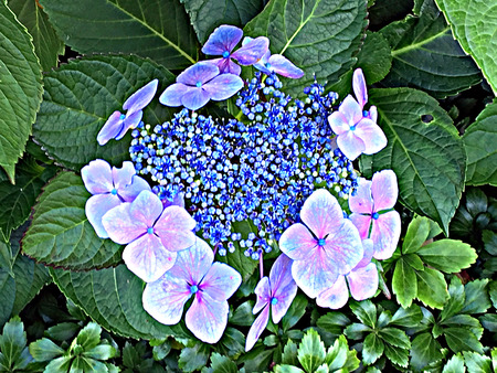 Flowers in the little city park under summerの写真素材