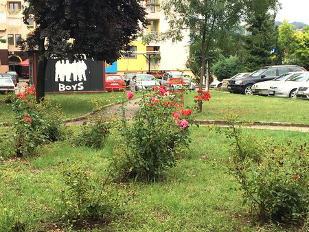 Nature and flowers in the city park under springのeditorial素材