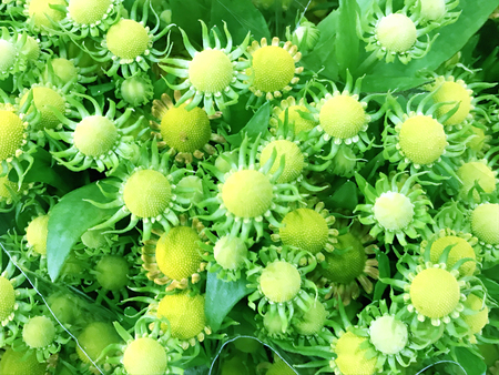 Nature and flowers in the city park under summerの写真素材