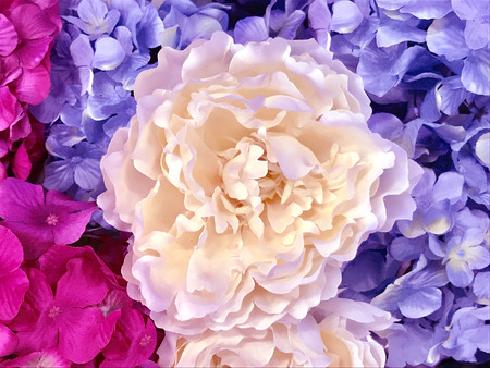 Nature and flowers in the city park under summer