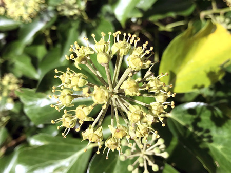 Flowers in the garden under summerの写真素材
