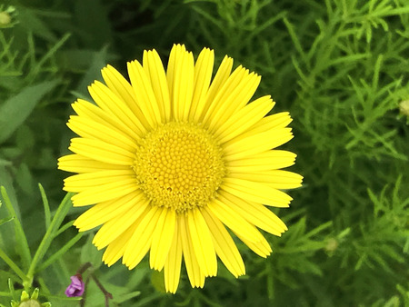 Nature in the city park under summer