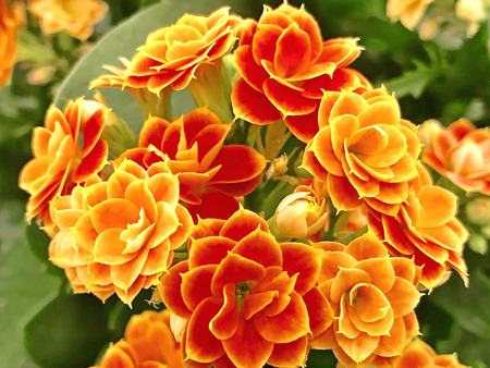 Flowers in the garden under summerの写真素材