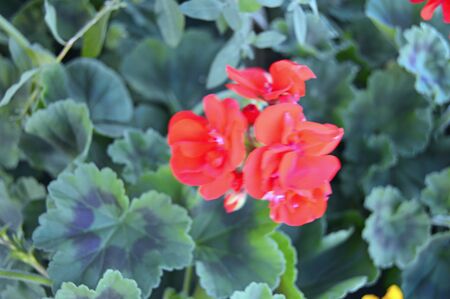 Flowers in the garden under summer