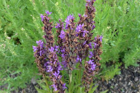 Flowers and nature in the city park under summerの写真素材