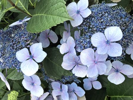Flowers and nature in the city park under summer