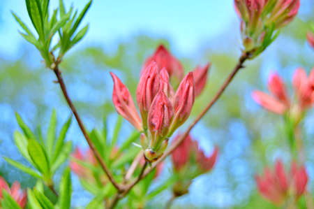Floral background with rhododendrons. Bush of delicate flowers of azalea or rhododendron plant in a sunny spring day.......の写真素材