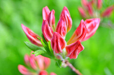 Floral background with rhododendrons. Bush of delicate flowers of azalea or rhododendron plant in a sunny spring day.......の写真素材