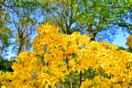 Floral background with rhododendrons. Bush of delicate flowers of azalea or rhododendron plant in a sunny spring day.......の写真素材