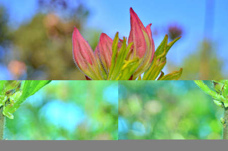 Rhododendron-azalea,flowers in the city park under spring.Flowers background.....の写真素材