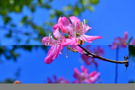 Rhododendron-azalea,flowers in the city park under spring.Flowers background.....の写真素材