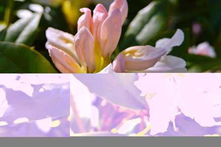 Rhododendron. Azalea -  rhododendron buds bloom in the spring sunshine. Closeup. Selective focus. Blurred background.....の写真素材