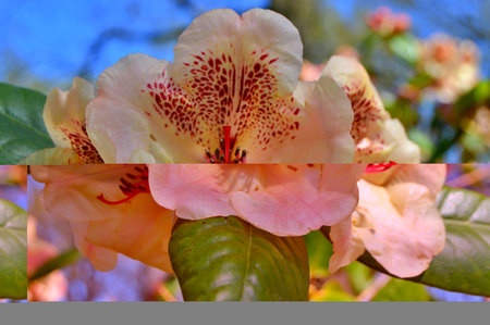 Rhododendron. Azalea -  rhododendron buds bloom in the spring sunshine. Closeup. Selective focus....