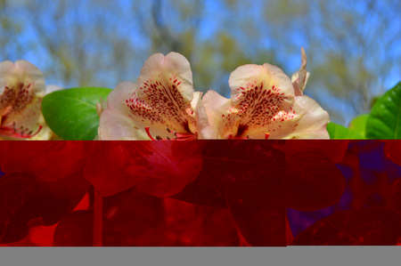 Rhododendron. Azalea -  rhododendron buds bloom in the spring sunshine. Closeup. Selective focus. Blurred background.....の写真素材
