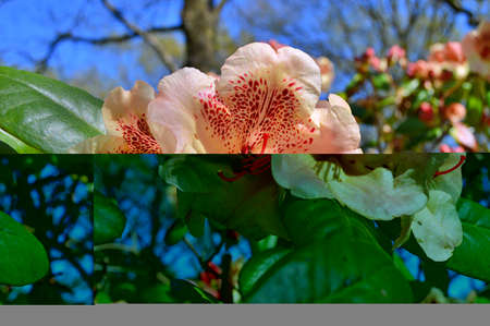Rhododendron. Azalea -  rhododendron buds bloom in the spring sunshine. Closeup. Selective focus. Blurred background.....の写真素材