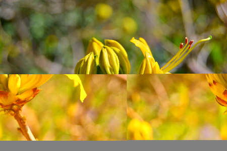 Rhododendron. Azalea -  rhododendron buds bloom in the spring sunshine. Closeup. Selective focus. Blurred background.....の写真素材