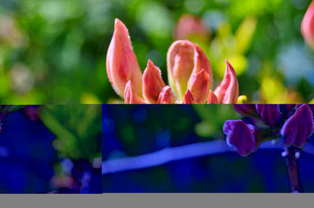 Rhododendron. Azalea -  rhododendron buds bloom in the spring sunshine. Closeup. Selective focus. Blurred background.....の写真素材