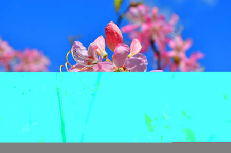 Rhododendron. Azalea -  rhododendron buds bloom in the spring sunshine. Closeup. Selective focus. Blurred background.....の写真素材
