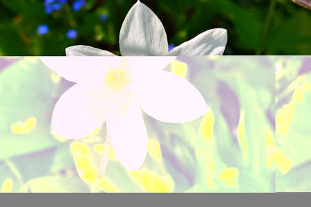 Flower in garden at spring day. Flower for decoration and agriculture concept design. Colorful...