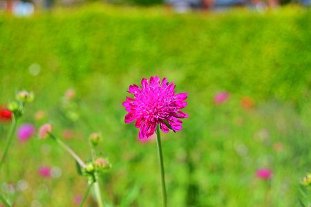 Pink flower in the meadow with blurred green background, Danmarkの写真素材