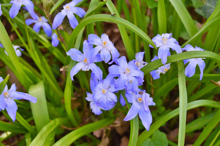 Flowers  in the garden during summer. Nature background