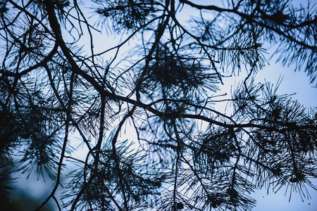Pine branch after the rain with drops wの写真素材