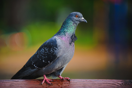 Rock pigeon close up in park isolatedの写真素材