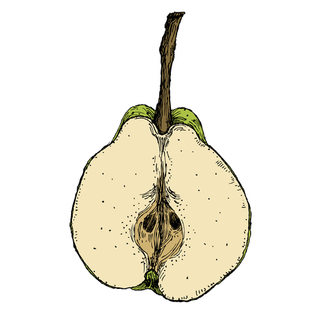 Hand drawn vintage vector illustration of isolated pearのイラスト素材