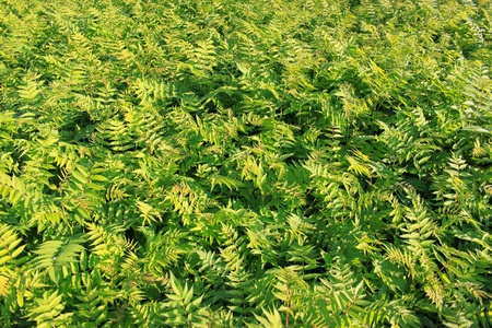 Background from green leaves の写真素材