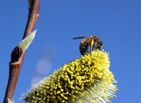 Kidneys of a willow and bee  の写真素材