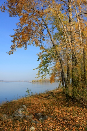 Autumn landscape of trees by the river   の写真素材