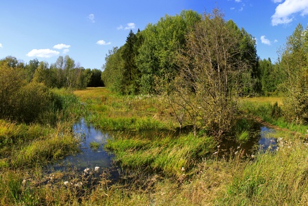 Small lake on the fringe of the forest     の写真素材