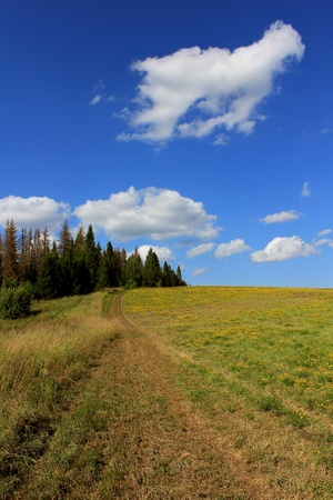 Summer landscape of a blossoming field and the sky with clouds    の写真素材