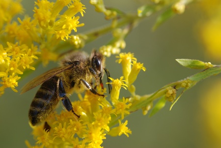 bee on yellow flower